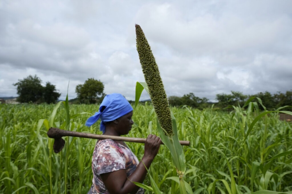 Un Eyes Revival Of Millets As Global Grain Uncertainty Grows