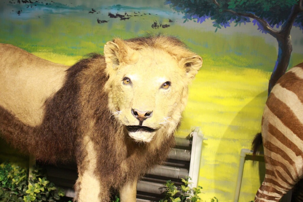 Lori Borgman: Exotic Fashion Trends Wear Out Their Welcome