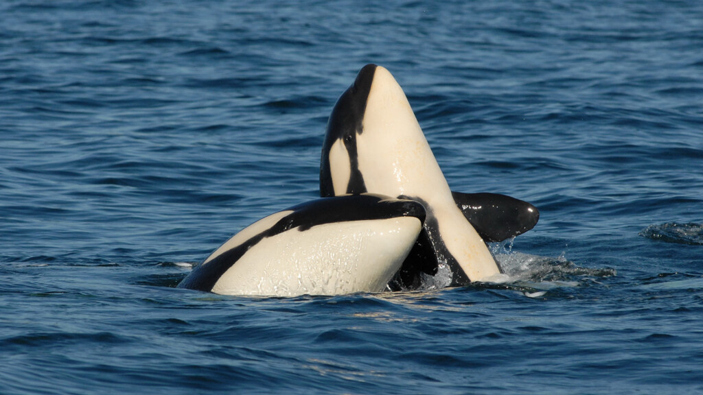 Orca Mothers Forgo Having More Offspring To Look After Full Grown Sons