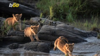 Brave Lion Cubs Leap Across Storm Swollen River In Kenya