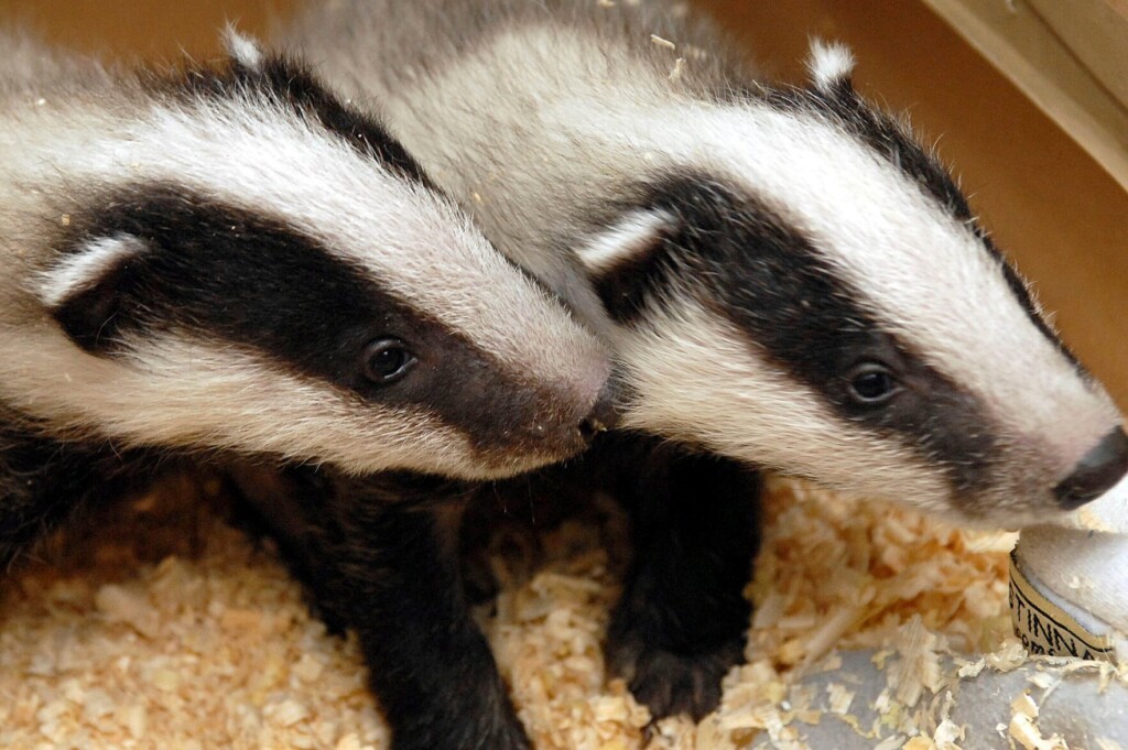 Badgers Burrow Under Dutch Train Tracks