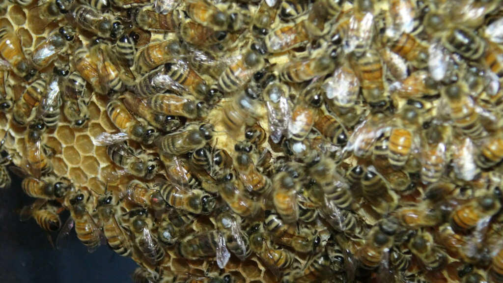 Bees Learn Waggle Dance Moves With A Little Help From Their Coworkers
