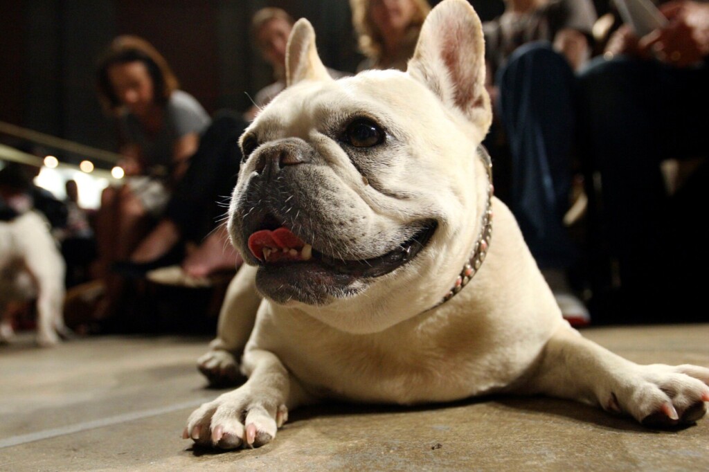 French Bulldog Becomes Top Us Dog Breed, Ending Labrador Retriever’s 31 Year Reign