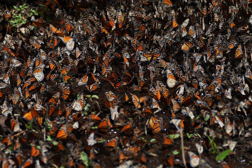 Number Of Monarch Butterflies Wintering In Mexico Drops 22%