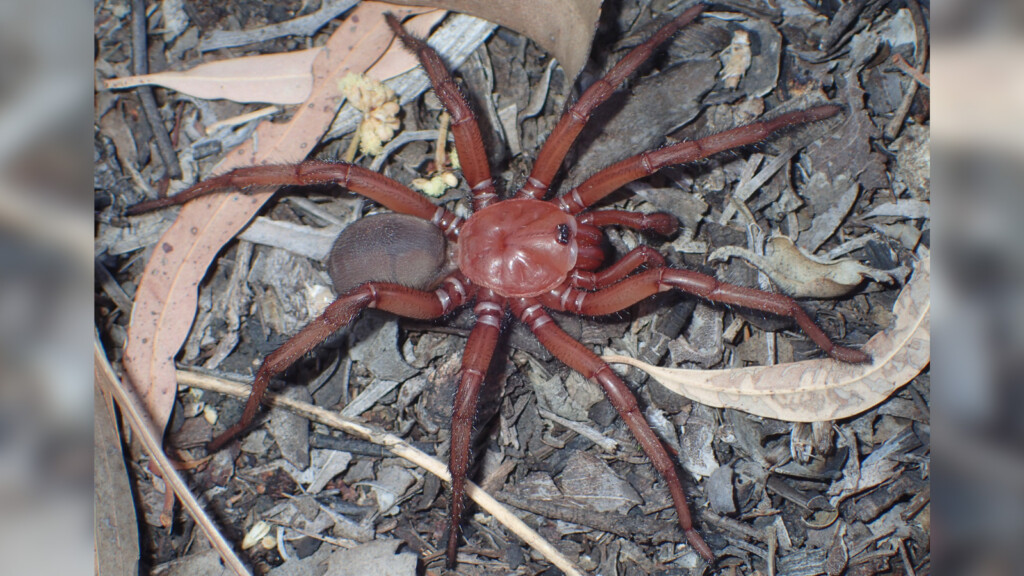 Rare Giant Spider Species Spotted In Queensland