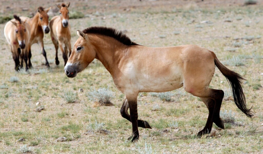 First Evidence Of Horseback Riding Dates Back 5,000 Years