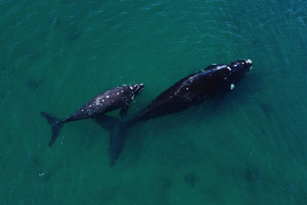 Countries Agree Historic Oceans Treaty To Protect The High Seas