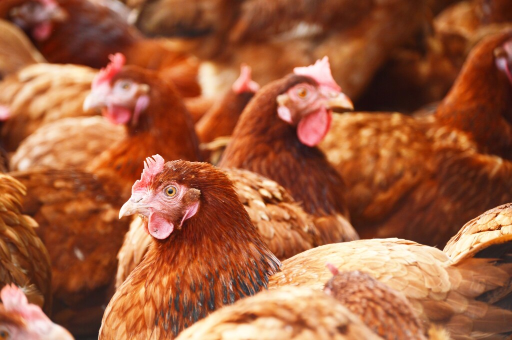 Us Focuses On Limiting Spread Amid Record Bird Flu Season, But Vaccines Could Be A Possibility In The Future