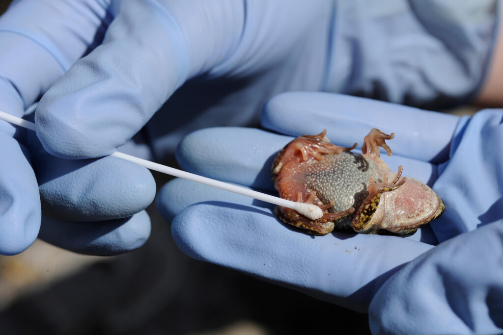 A Terrifying Fungal Disease Is Infecting Frogs In Africa. Here’s Why It Matters