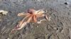 10 Year Old Girl Armed With A Bucket Helps Rescue Giant Octopus In Washington