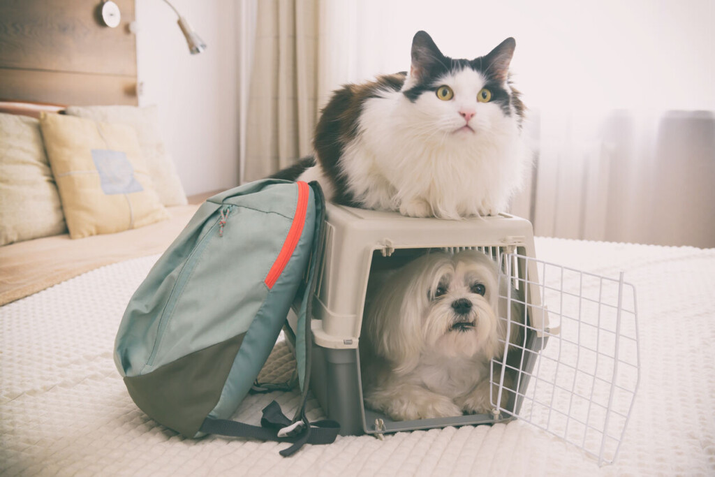 6 Things To Know Before Booking A Pet Friendly Hotel