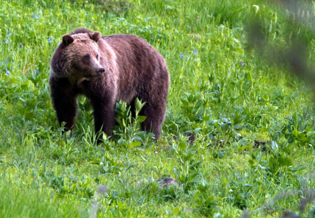 National Park Service Encourages Folks To ‘never Push A Slower Friend Down’ In Bear Encounters
