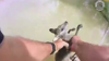 Kangaroo Joey Rescued From Crocodile Infested Floodwaters In Australia