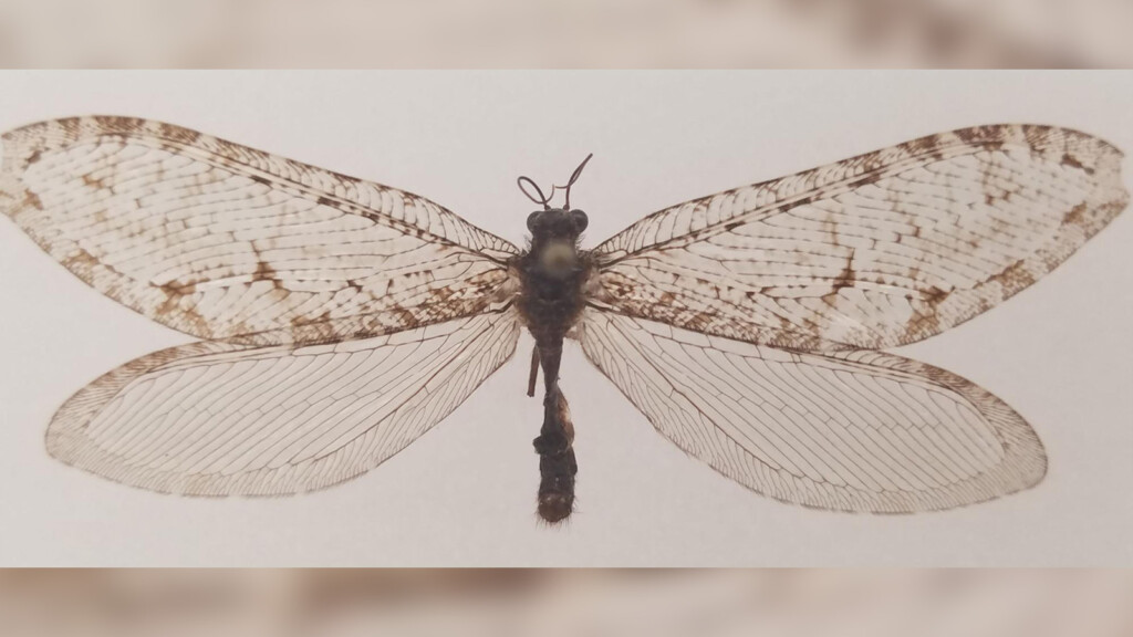 Rare Giant Jurassic Era Insect Was Spotted At An Arkansas Walmart