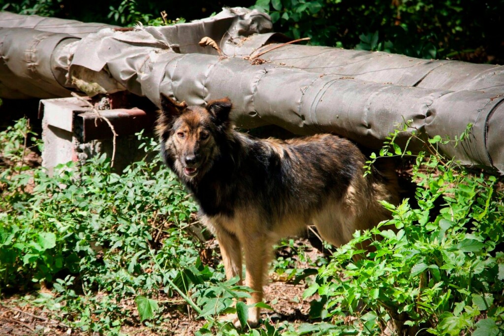 Can The Dogs Of Chernobyl Teach Us New Tricks On Survival?