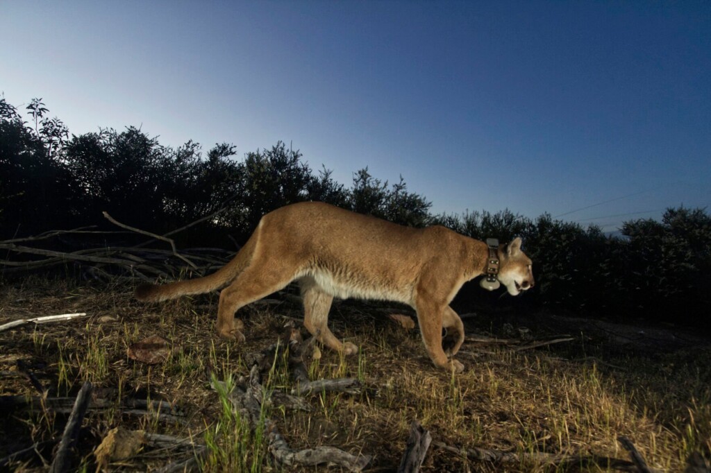 Man Tries To Relax In Hot Tub In Colorado; A Mountain Lion Swats Him In The Head