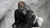 Silverback Gorilla Jontu Receives Warm Welcome At Chicago Zoo