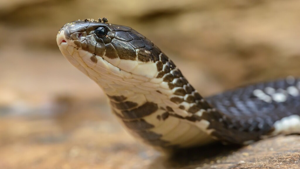 Pennsylvania Man Found Dead In Home With 60 Venomous Snakes, Poisonous Lizard, Small Crocodile