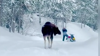 Moose Charges At Idaho Snowmobiler In Wild Video