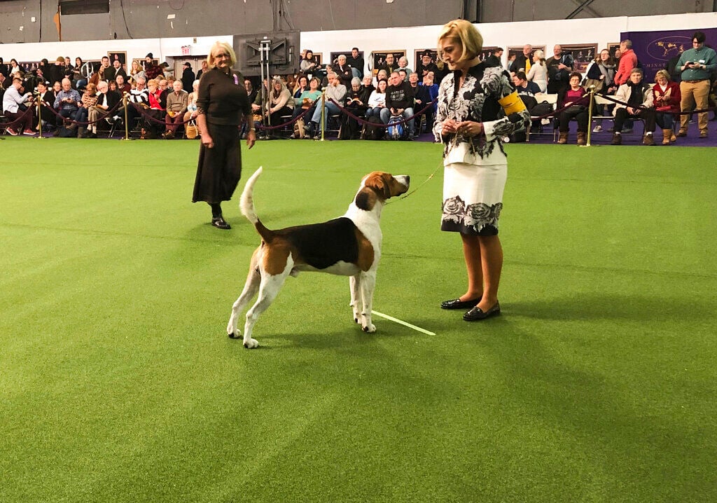 French Bulldog Becomes Top Us Dog Breed, Ending Labrador Retriever’s 31 Year Reign
