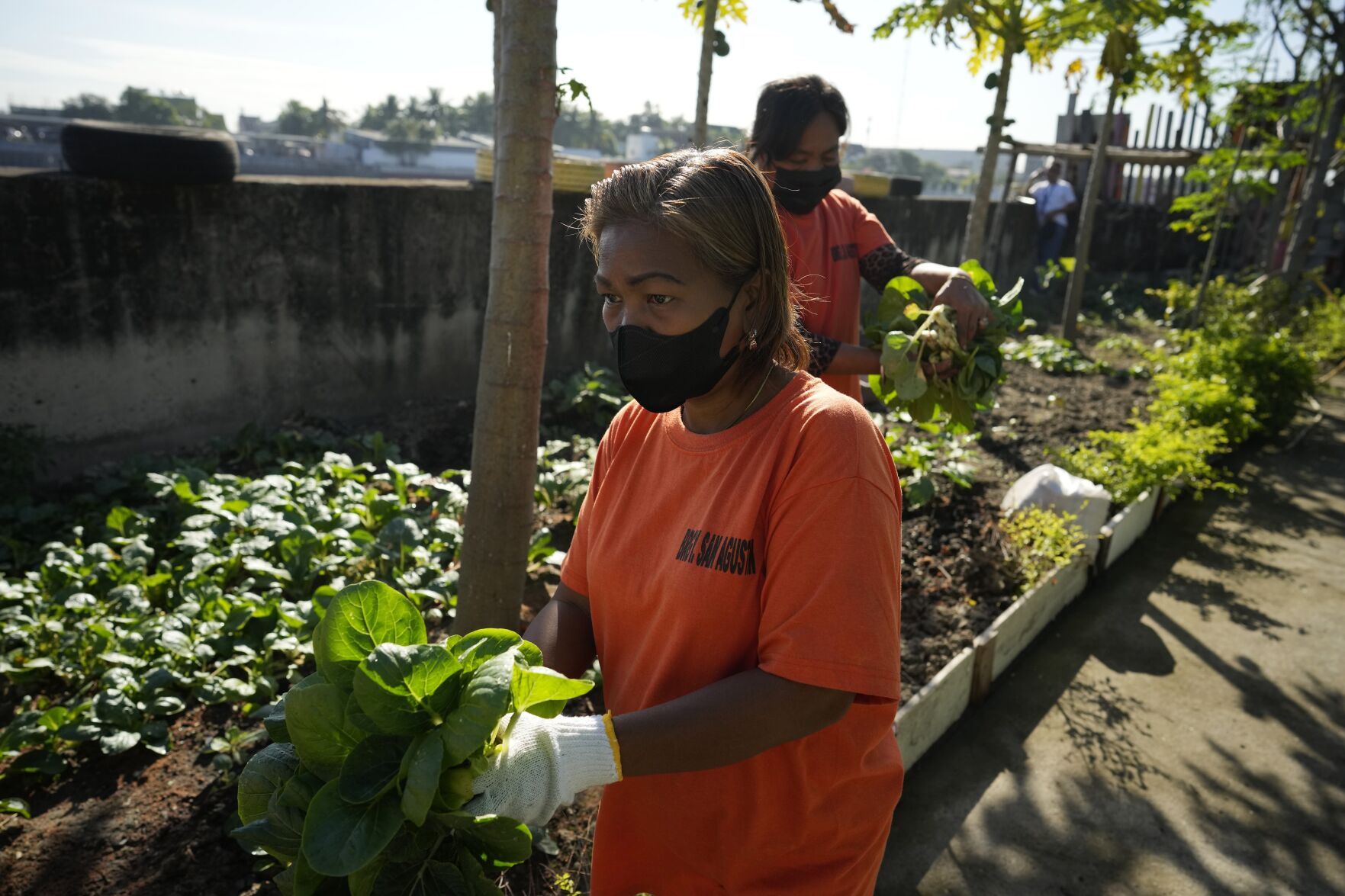 <p>Workers on Feb. 13 harvest vegetables grown with compost from organic waste at a community garden at a recycling facility in Malabon, Philippines.</p>
