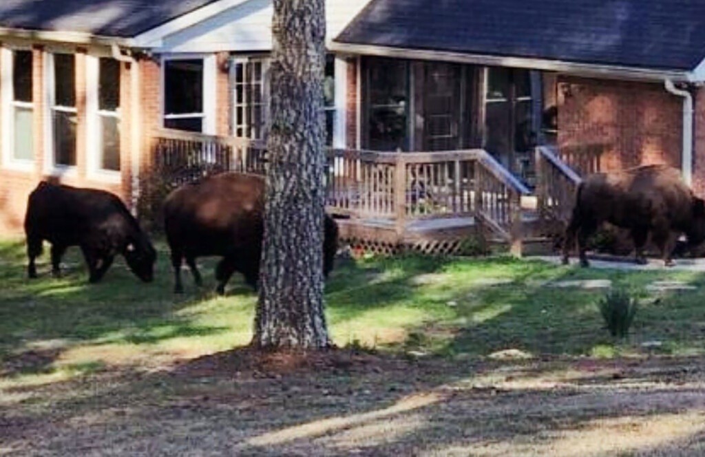 Rapper Rick Ross Thanks Neighbors For Helping Return His Wandering Buffaloes