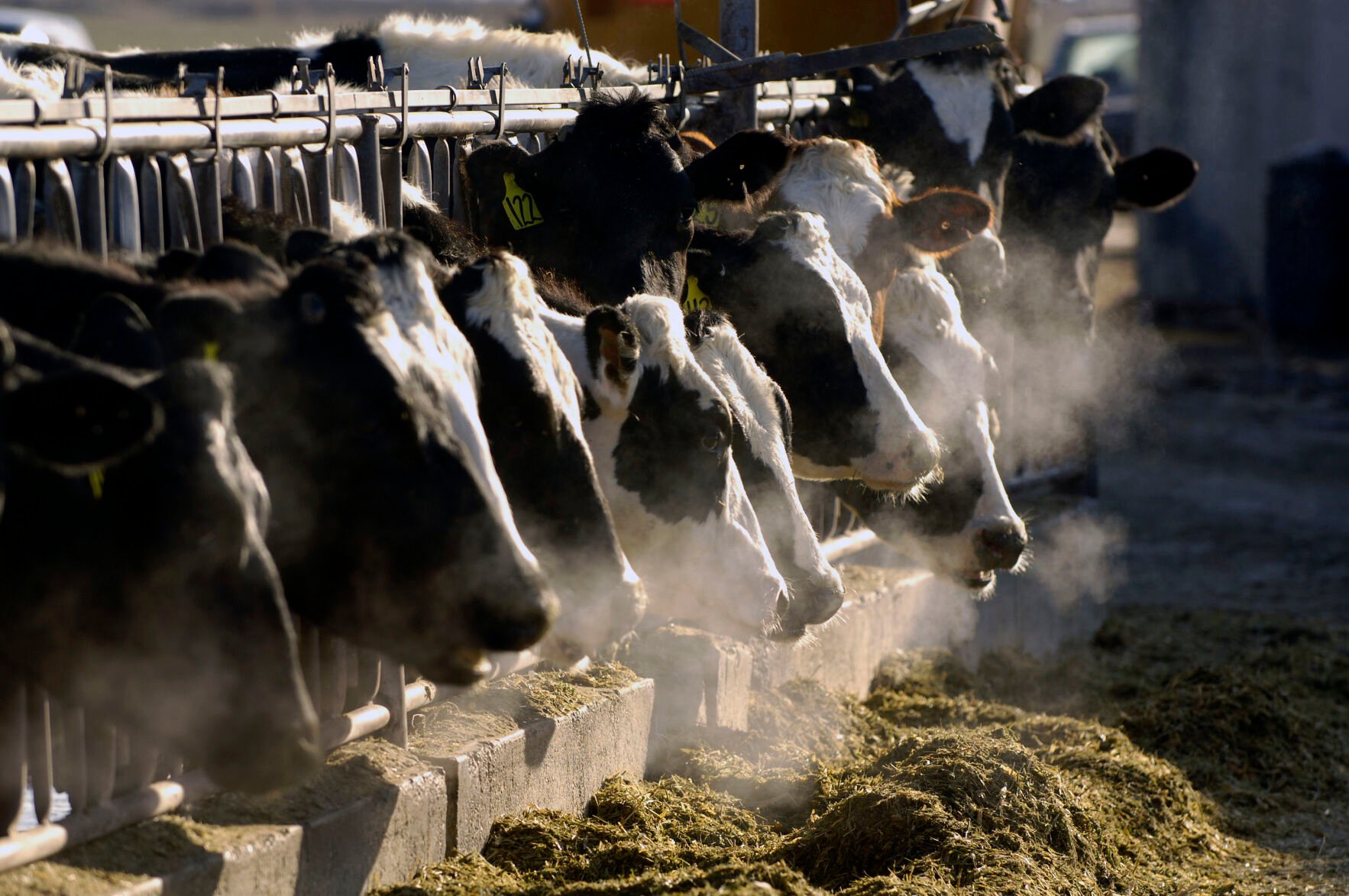 <p>FILE- A line of Holstein dairy cows feed through a fence at a dairy farm on March 11, 2009, outside Jerome, Idaho. Greenhouse gas emissions from the way humans consume food could add nearly one degree of warming to the Earth’s climate by 2100, according to a new study Monday, March 6, 2023. Researchers found that the majority of greenhouse gas emissions come from three major food groups — meat from animals like cows, sheep and goats, dairy and rice. (AP Photo/Charlie Litchfield, File)</p>