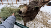 Concern Grows For Animals In California After Massive Winter Storms