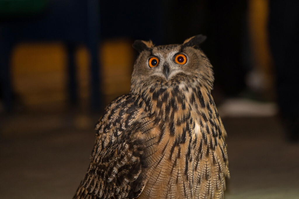 Flaco The Owl May Be In New York’s Central Park To Stay