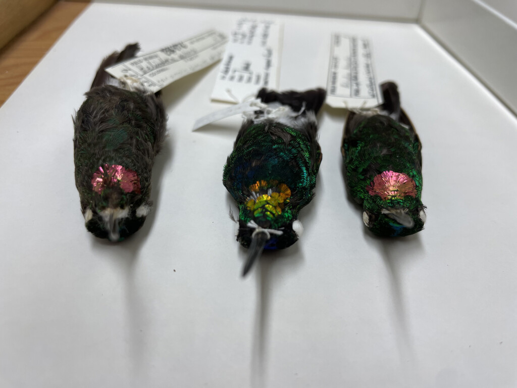 Scientists Discover A Gold Throated Hybrid Hummingbird