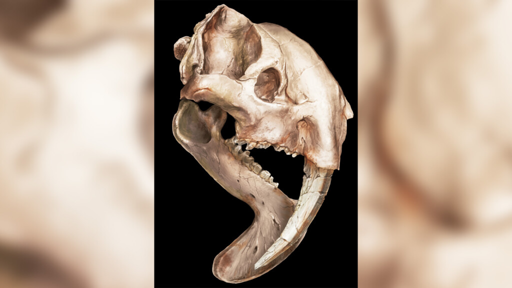 ‘marsupial Sabertooth’ Had Massive Canines With Roots That Grew Over The Top Of Its Skull