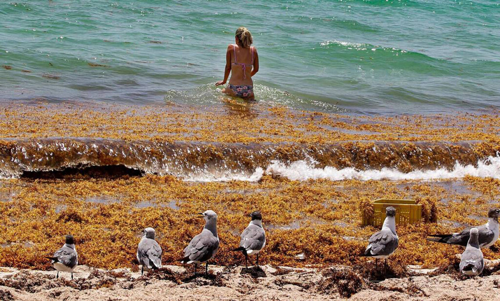 Coming Soon To Florida Beaches: Massive, Messy And Maybe Record Mounds Of Seaweed