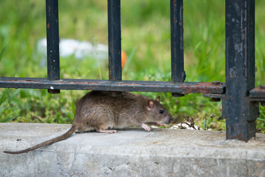 New York City Rats Can Catch The Coronavirus That Causes Covid 19, Study Finds
