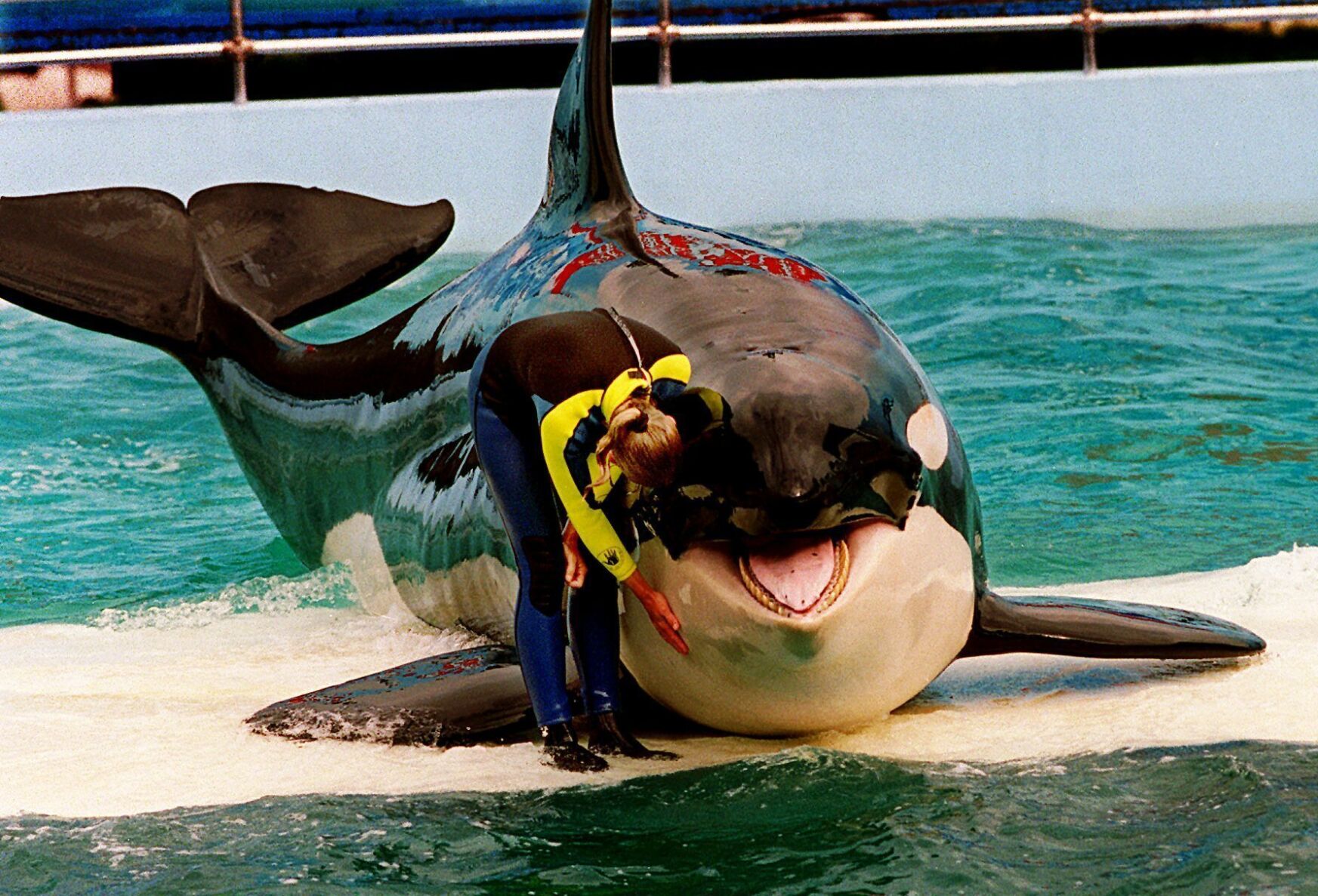 <p>Trainer Marcia Hinton pets Lolita, a captive orca whale, during a performance at the Miami Seaquarium in Miami, March 9, 1995. </p>