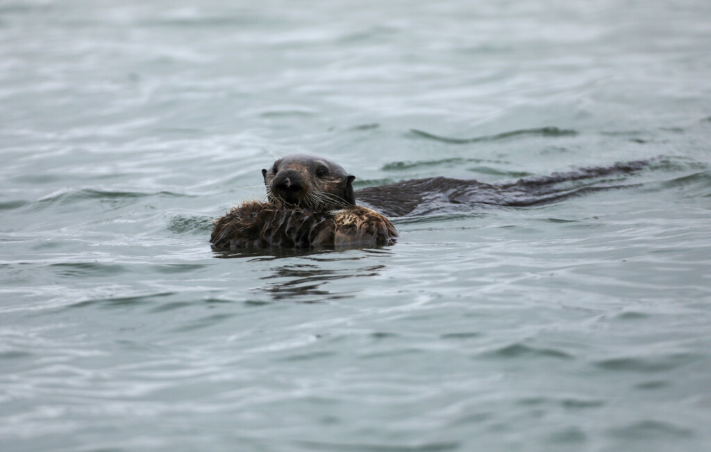 Four California Sea Otters Died From An Unusual Strain Of A Parasite That Could Pose A Risk To Humans
