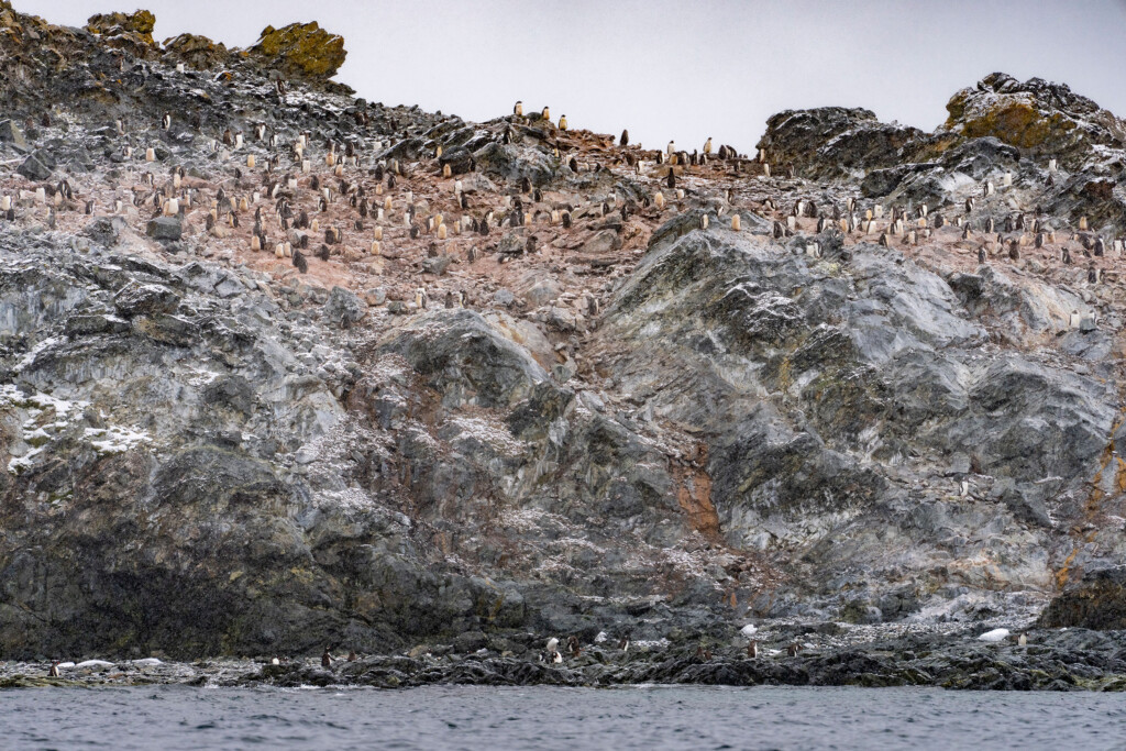 As Antarctica’s Penguins Struggle With Record Low Sea Ice, One Species Is Adapting — And It Offers Lessons To Us All