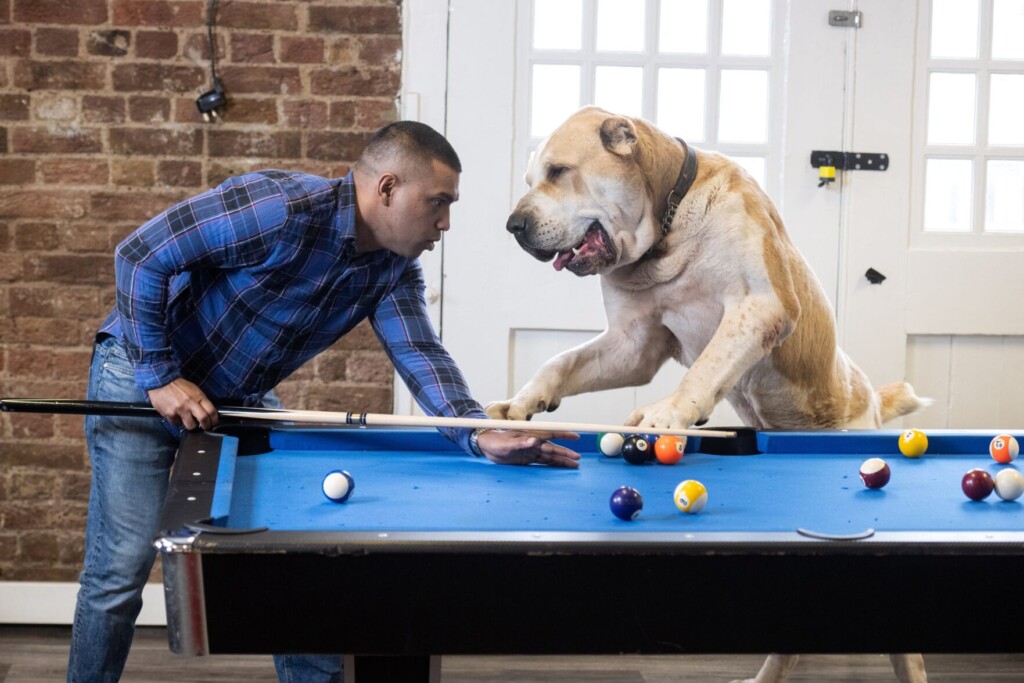 This Dog Is So Big People Often Mistake Him For A Pony Or A Lion