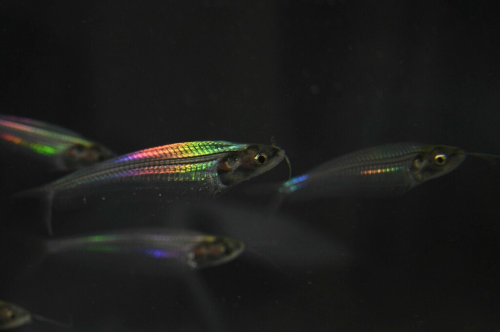 How This Little See Through Fish Gets Its Rainbow Shimmer