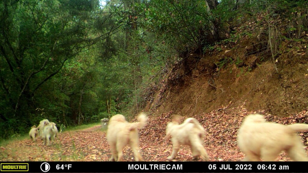Goldendoodles On The Loose In California