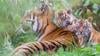 Endangered Tiger Cub Twins Emerge From Den At British Zoo