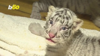 Extremely Rare White Bengal Tiger Gives Birth To Sextuplets In China