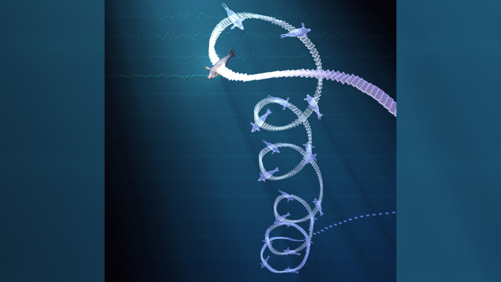 Elephant Seals Enter ‘sleep Spiral’ During Deep Ocean Dives