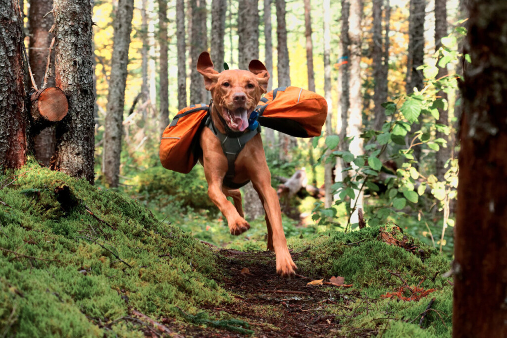 Hit The Trails With Your Pooch! Fan Favorite Dog Friendly National Parks To Hike