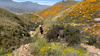 Zipline Offers Tourists A Unique Way To See California ‘superbloom’