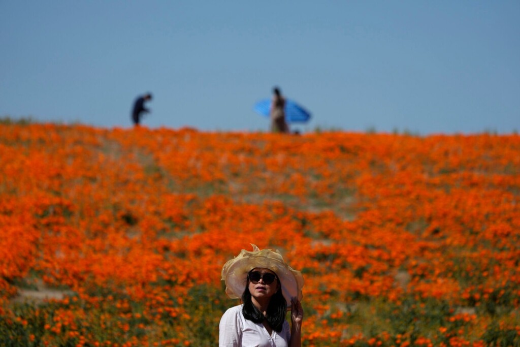 Wet Winter Gives Way To Colorful ‘superbloom’ In The Us West