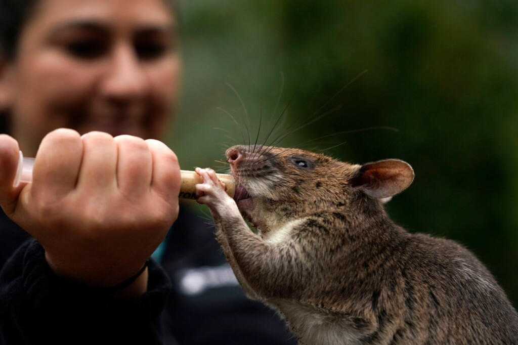 Rat Ambassadors Show Off Abilities To Help Humans And Wildlife