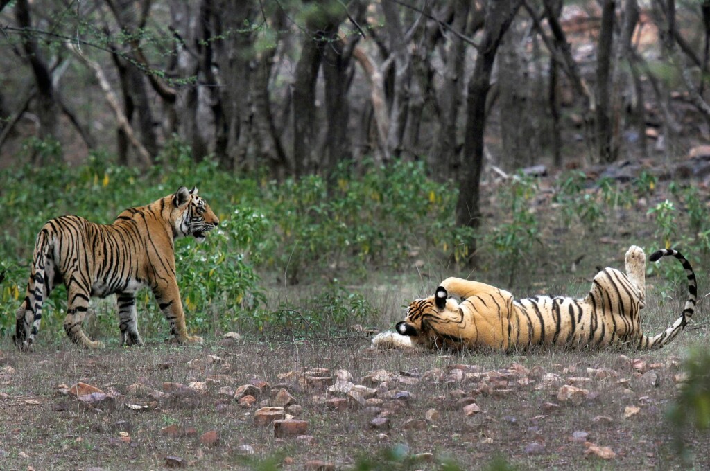 As Tiger Count Grows, India’s Indigenous Demand Land Rights