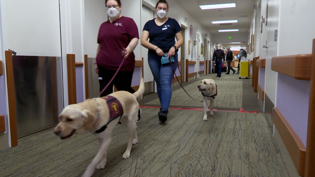 Covid Sniffing Dogs Can Help Detect Infections In K 12 Schools, New Study Suggests