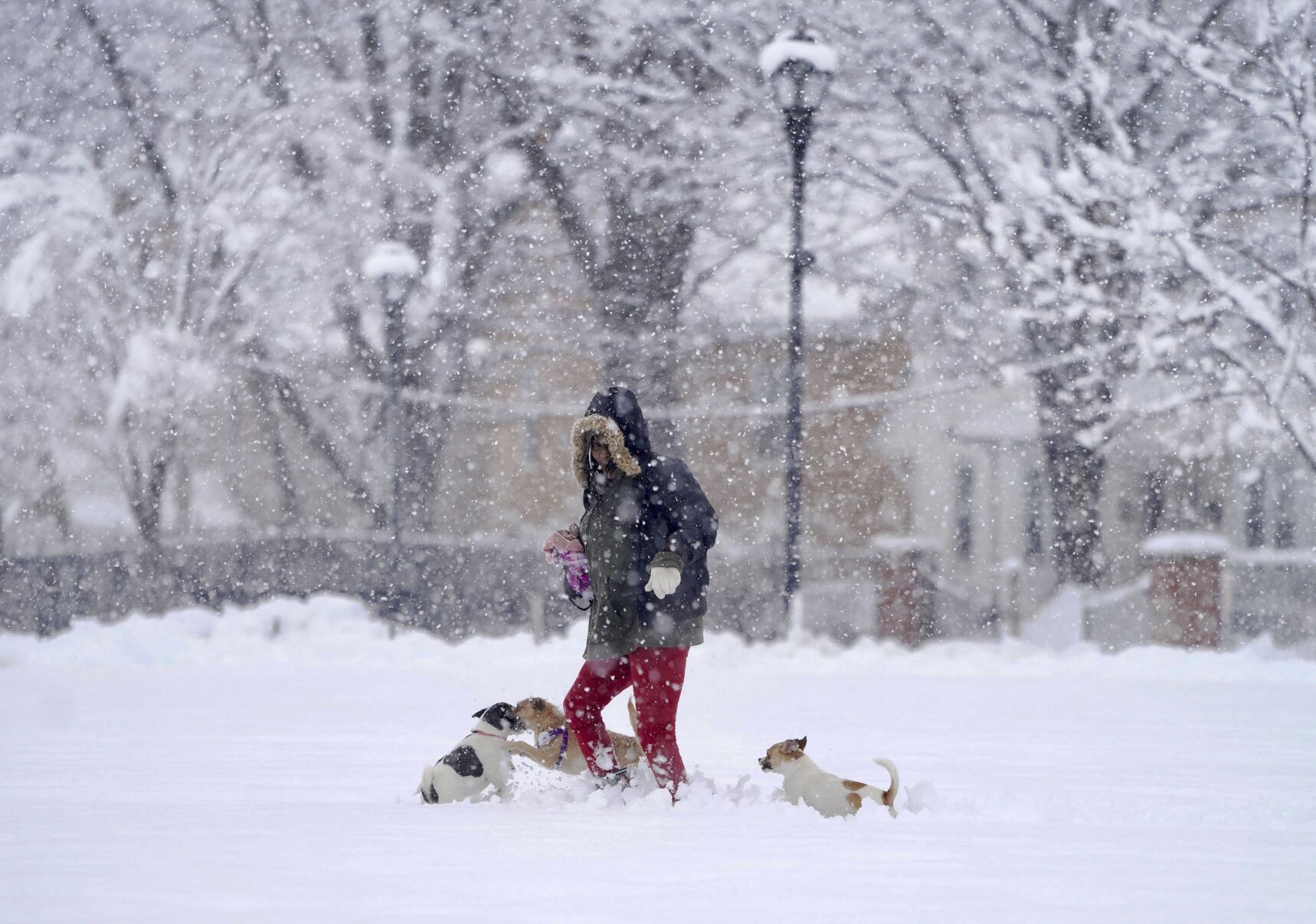 <p>FILE - Mindy Alston walks her dogs as snow falls, March 14, 2023, in Pittsfield, Mass. (Ben Garver/The Berkshire Eagle via AP, File)</p>