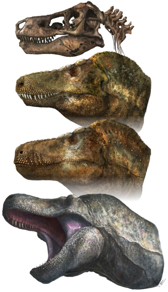 Has T. Rex Lost Its Bite? Menacing Snarl May Be Wrong
